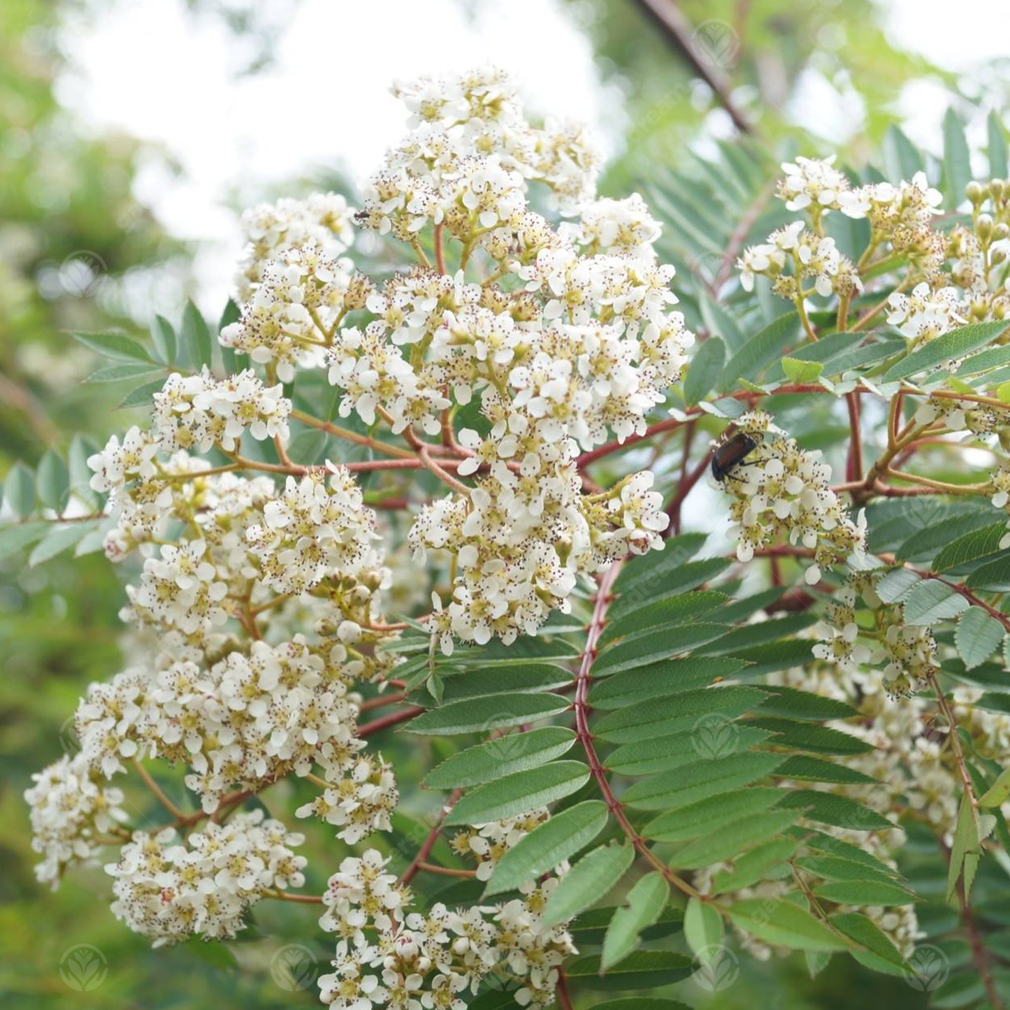 Sorbus Pink Charm Tree (12L, 5-6ft)