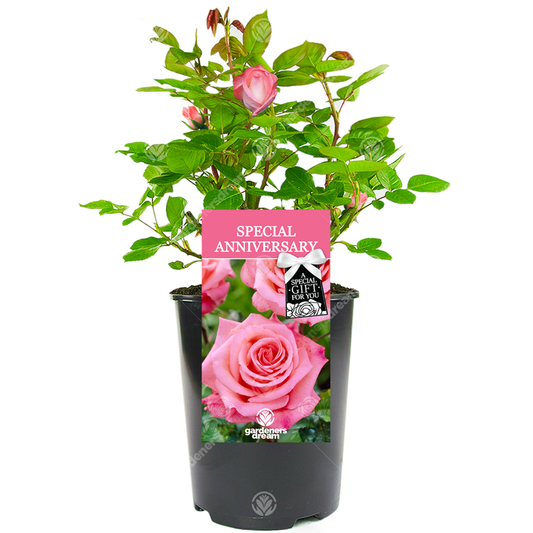 SPECIAL ANNIVERSARY ROSE - Special Anniversary Rose Bush