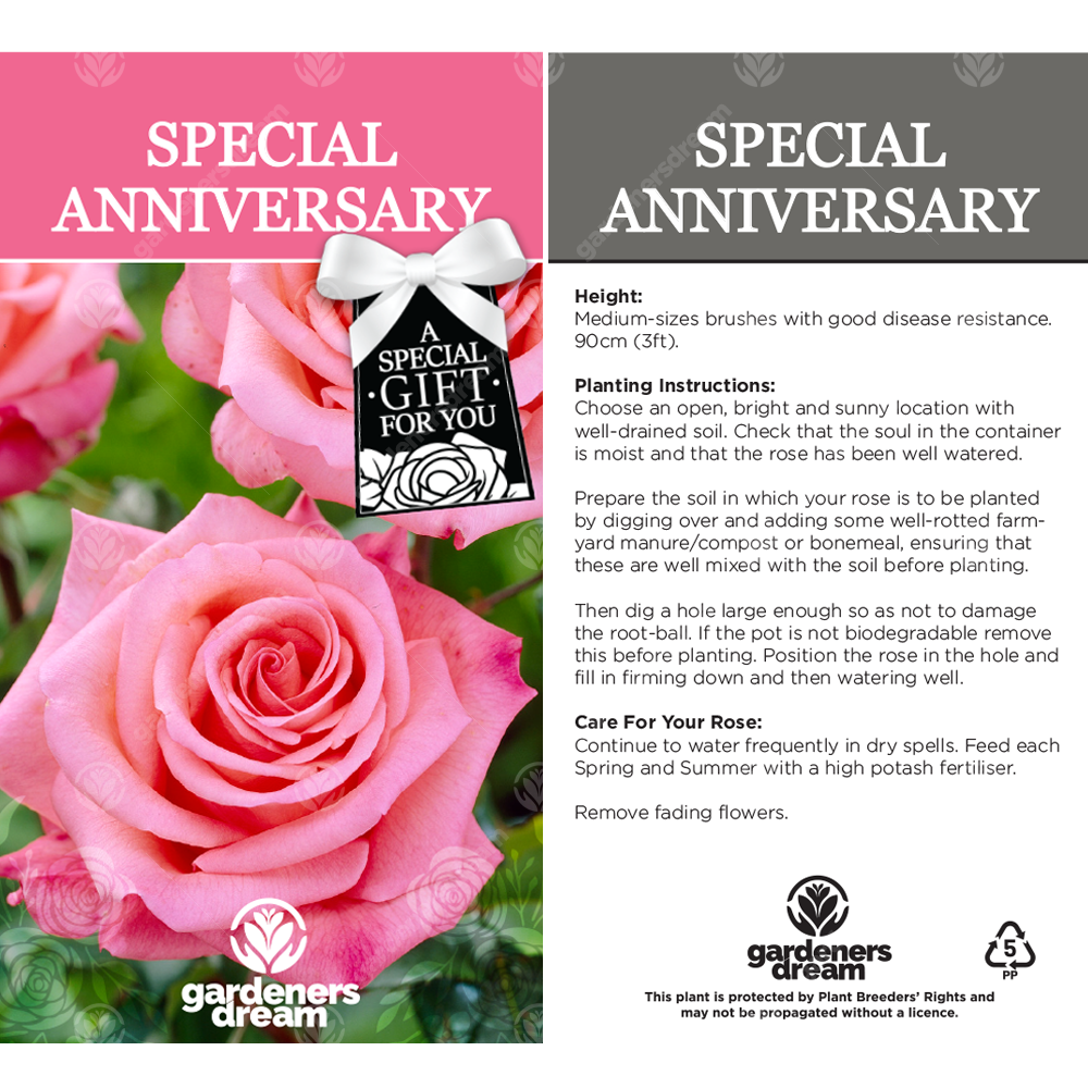 SPECIAL ANNIVERSARY ROSE - Special Anniversary Rose Bush