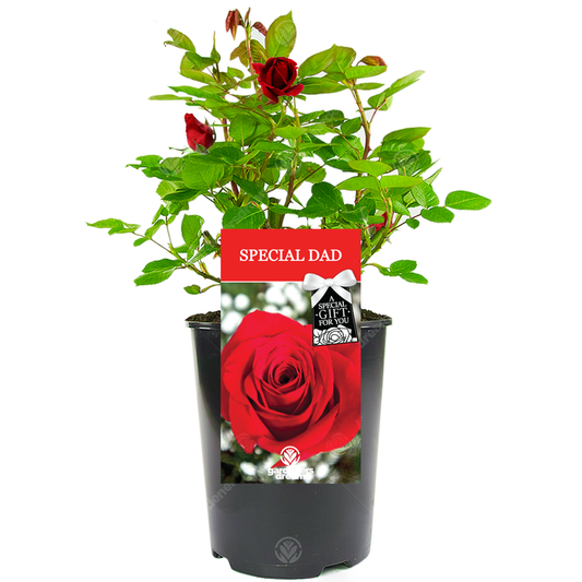 SPECIAL DAD ROSE - Special Dad Rose Bush