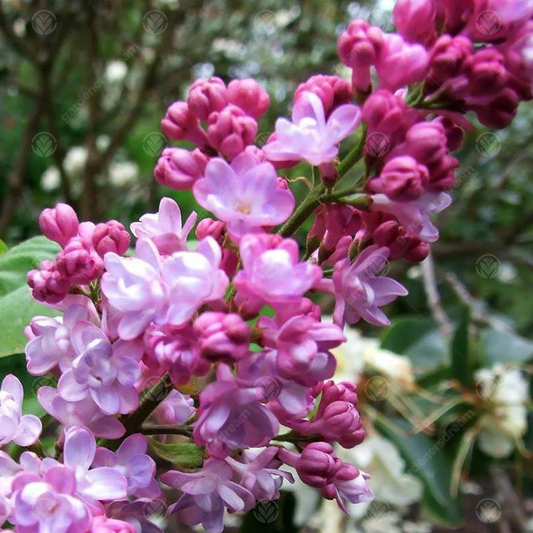 Syringa Belle de Nancy Tree (12L, 5-6ft)