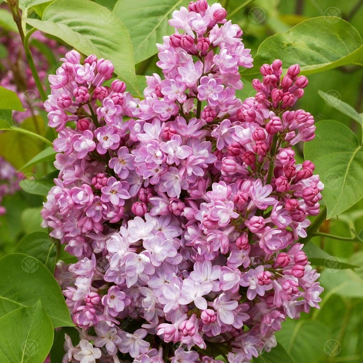 Syringa Belle de Nancy Tree (12L, 5-6ft)