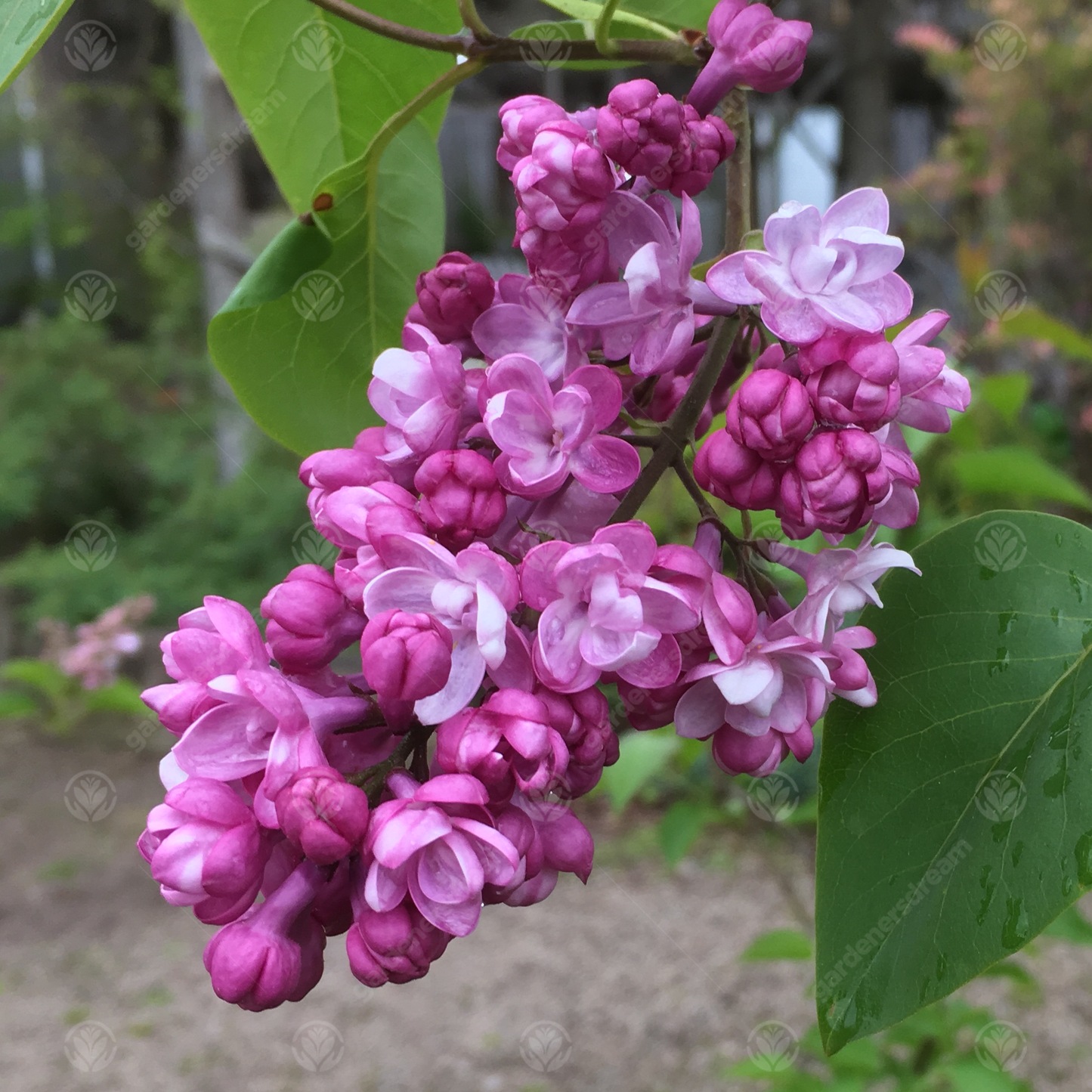 Syringa Belle de Nancy Tree (12L, 5-6ft)