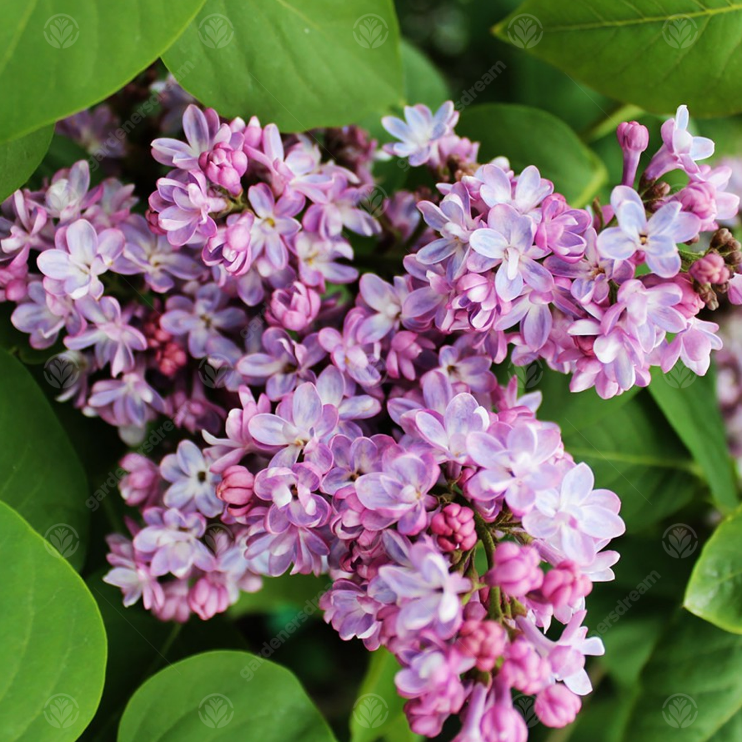 Syringa Belle de Nancy Tree (12L, 5-6ft)