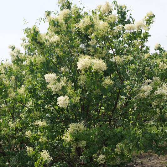 Syringa China Snow Tree (12L, 4-5ft)