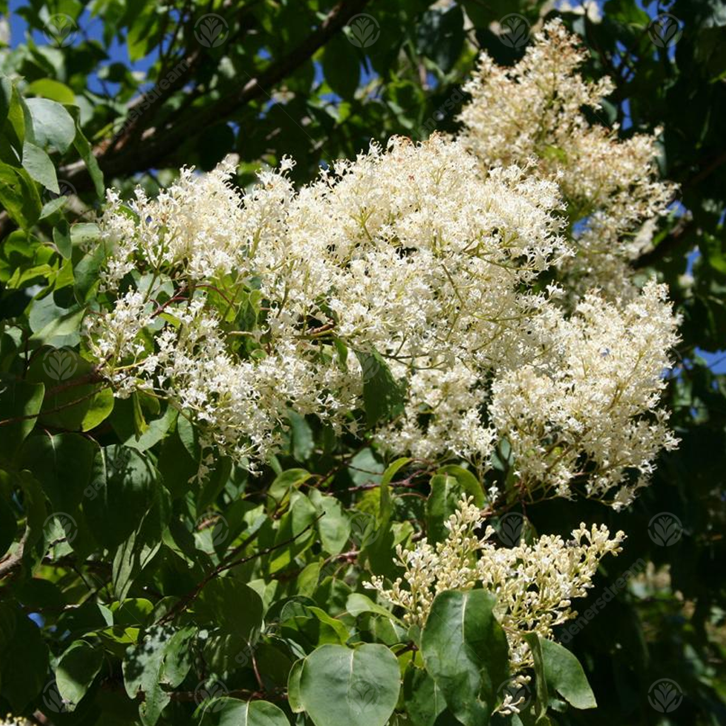 Syringa China Snow Tree (12L, 4-5ft)