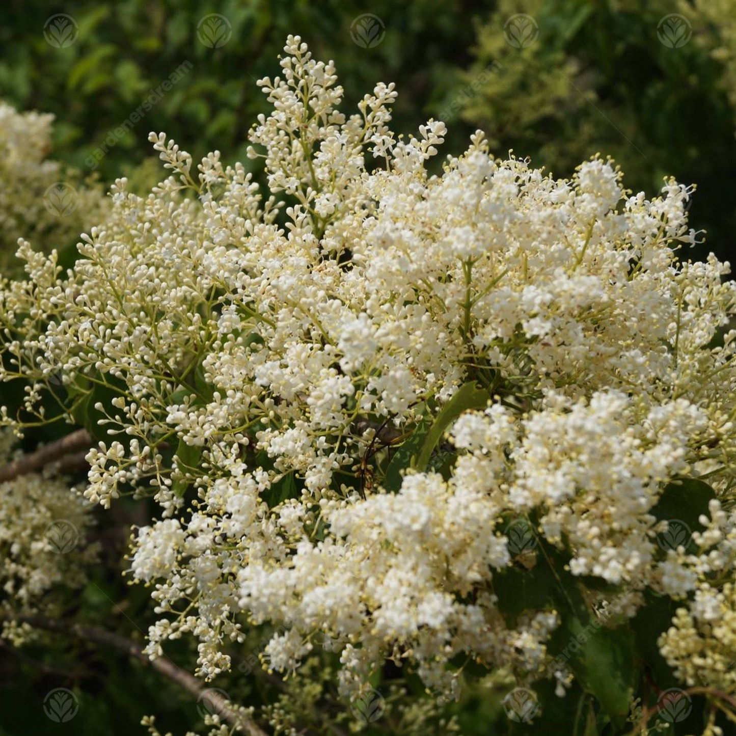 Syringa China Snow Tree (12L, 4-5ft)