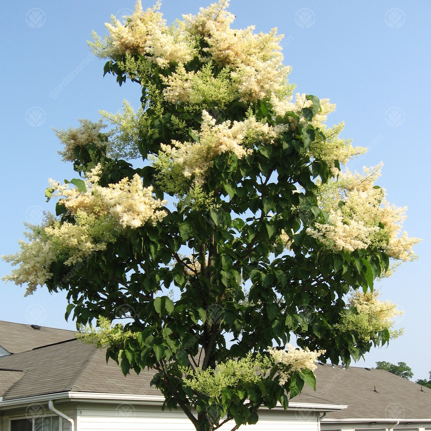 Syringa China Snow Tree (12L, 4-5ft)