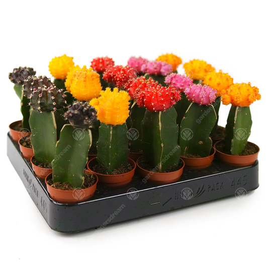 Disco Cactus Mix -  Large  (5.5cm, 20 plants)