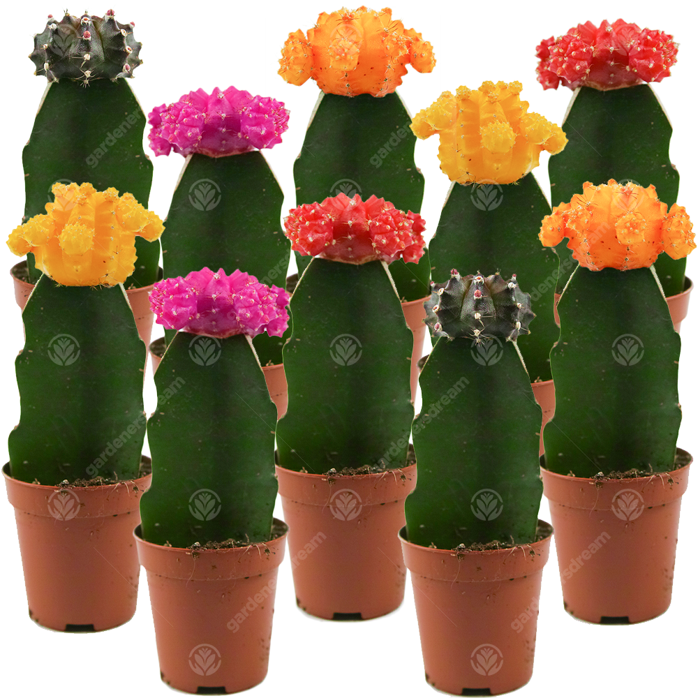 Disco Cactus Mix -  Large  (5.5cm, 10 plants)