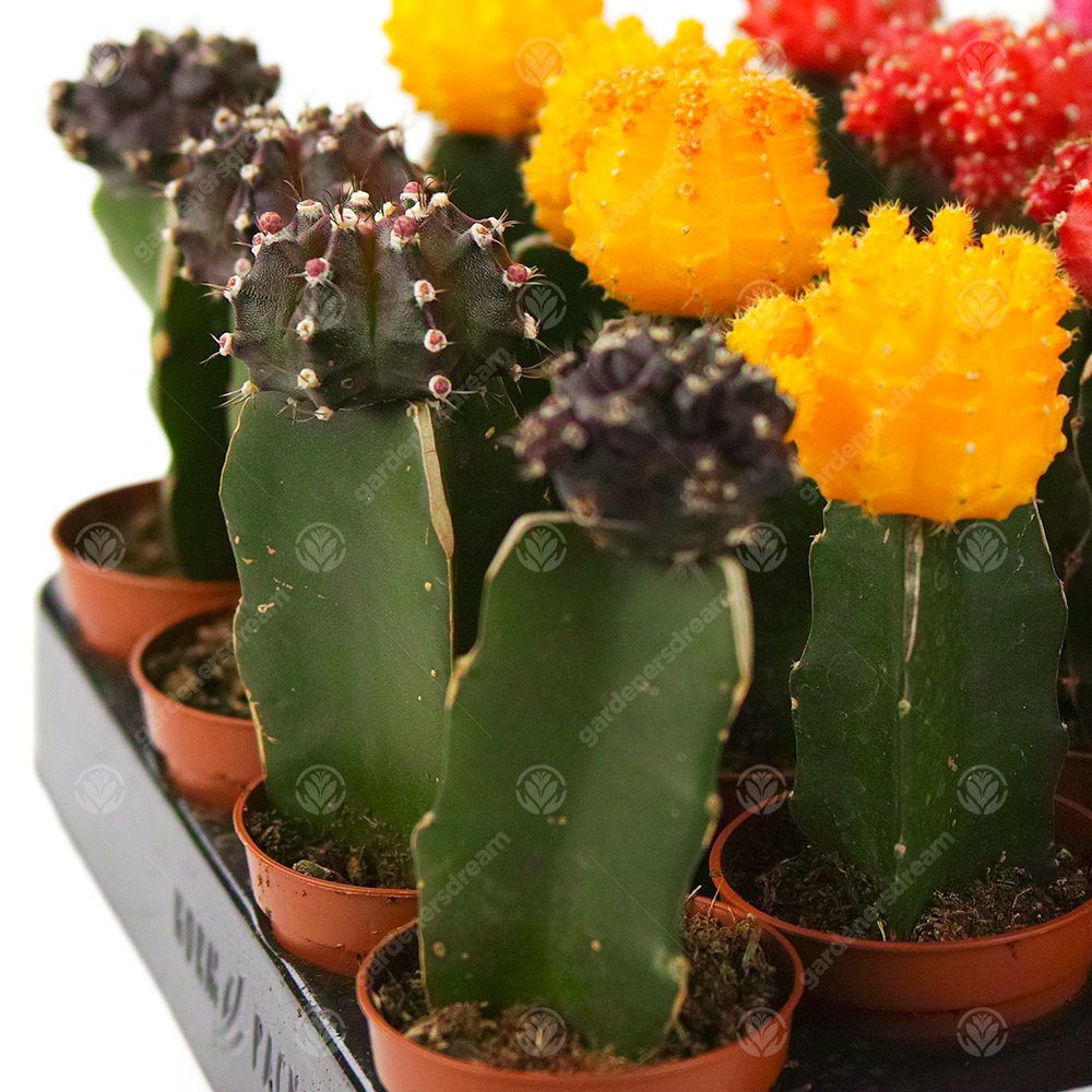 Disco Cactus Mix -  Large  (5.5cm, 10 plants)