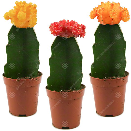 Disco Cactus Mix -  Large  (5.5cm, 3 plants)