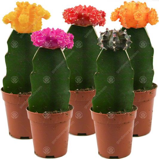 Disco Cactus Mix -  Large  (5.5cm, 5 plants)