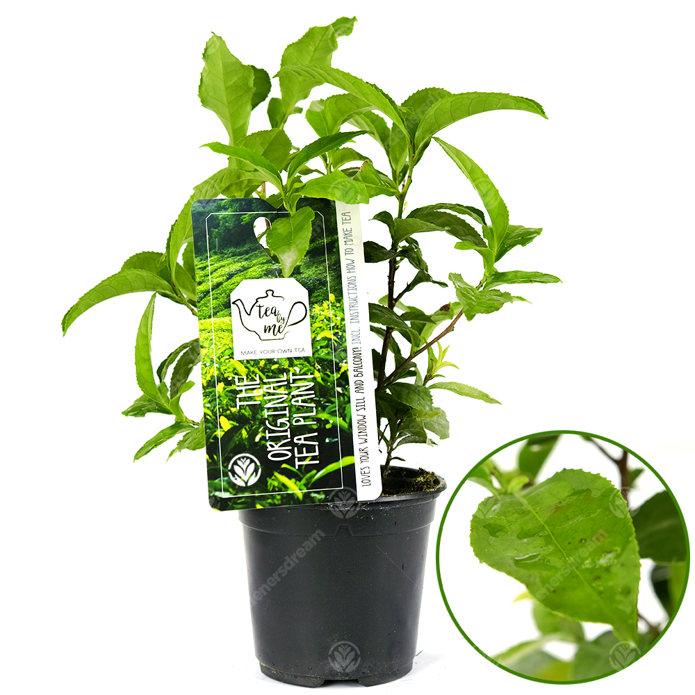 Camellia Tea Plant (11cm)