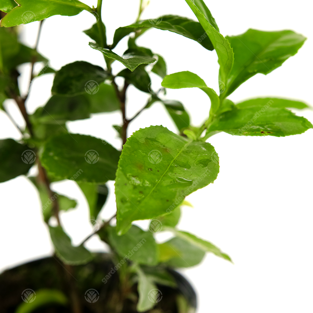 Camellia Tea Plant (11cm)