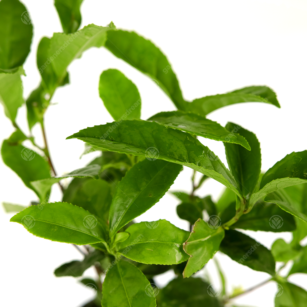 Camellia Tea Plant (11cm)