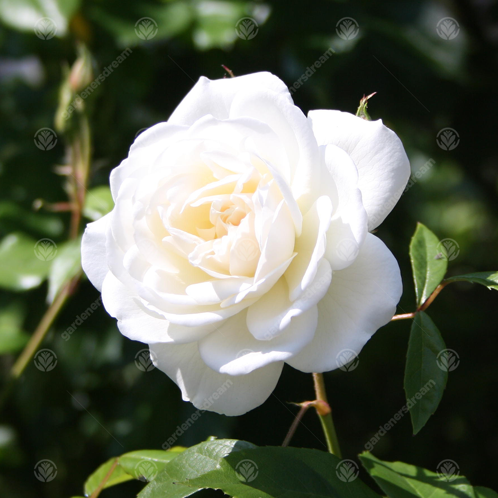 TIN WEDDING ANNIVERSARY - 10th Wedding Anniversary Rose Bush