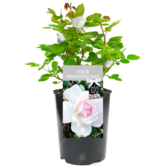 YOUR WEDDING DAY ROSE - Wedding Day Rose Bush