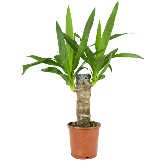 Yucca Elephantipes (12cm)