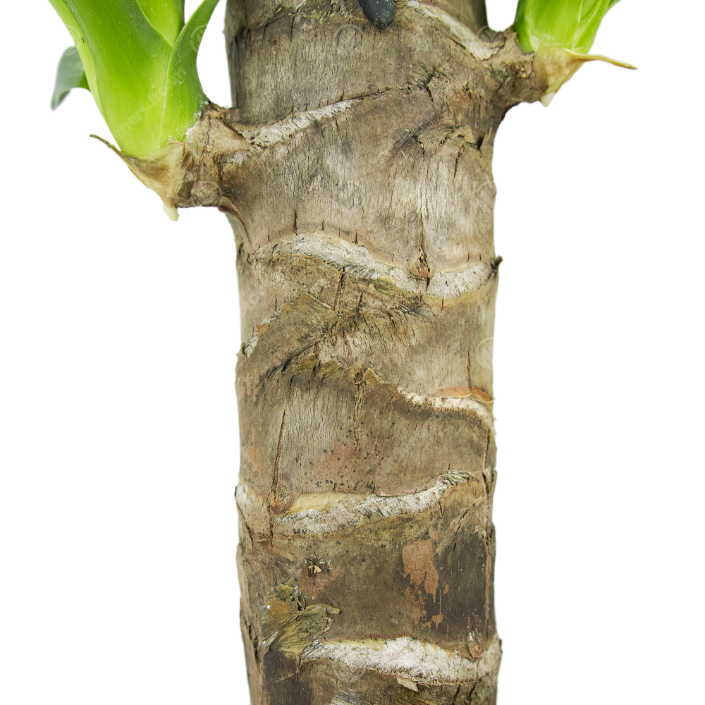 Yucca Elephantipes (12cm)