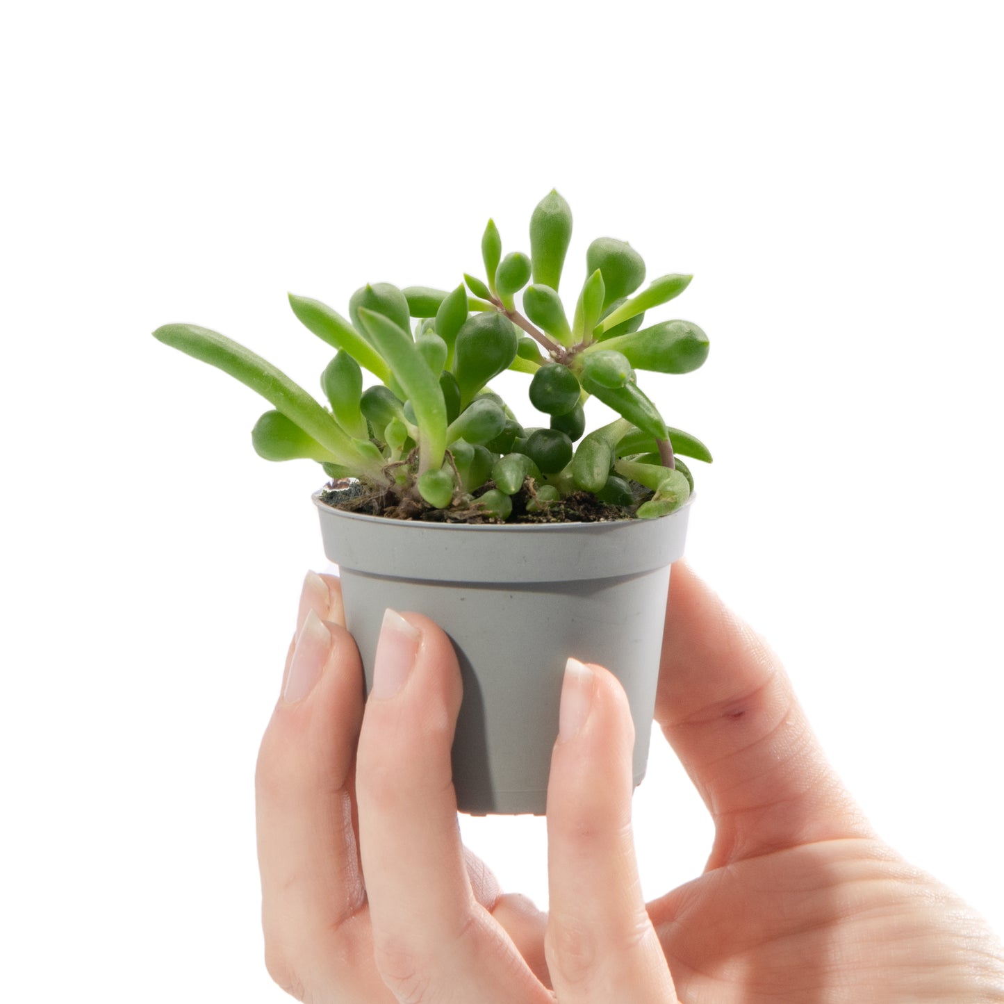 Baby Plants - Senecio Herreianus Purple Flush