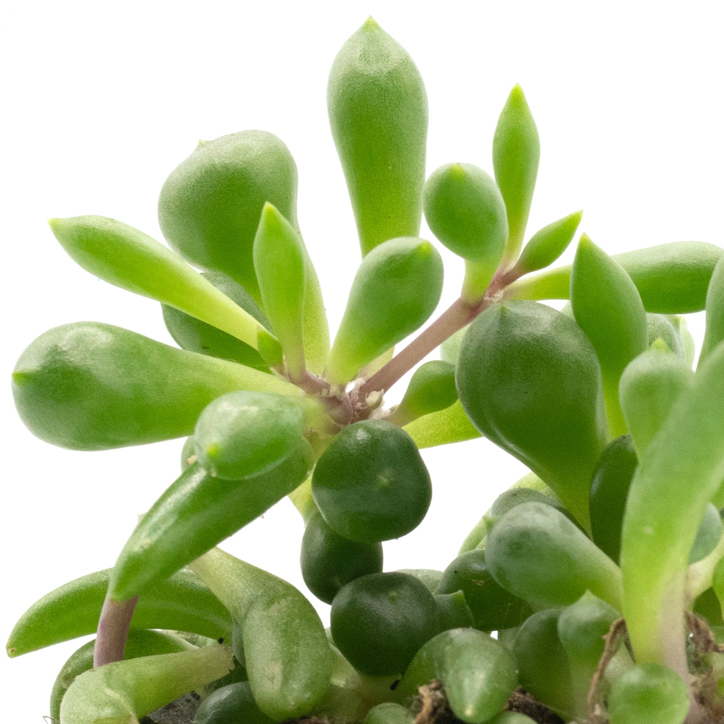 Baby Plants - Senecio Herreianus Purple Flush
