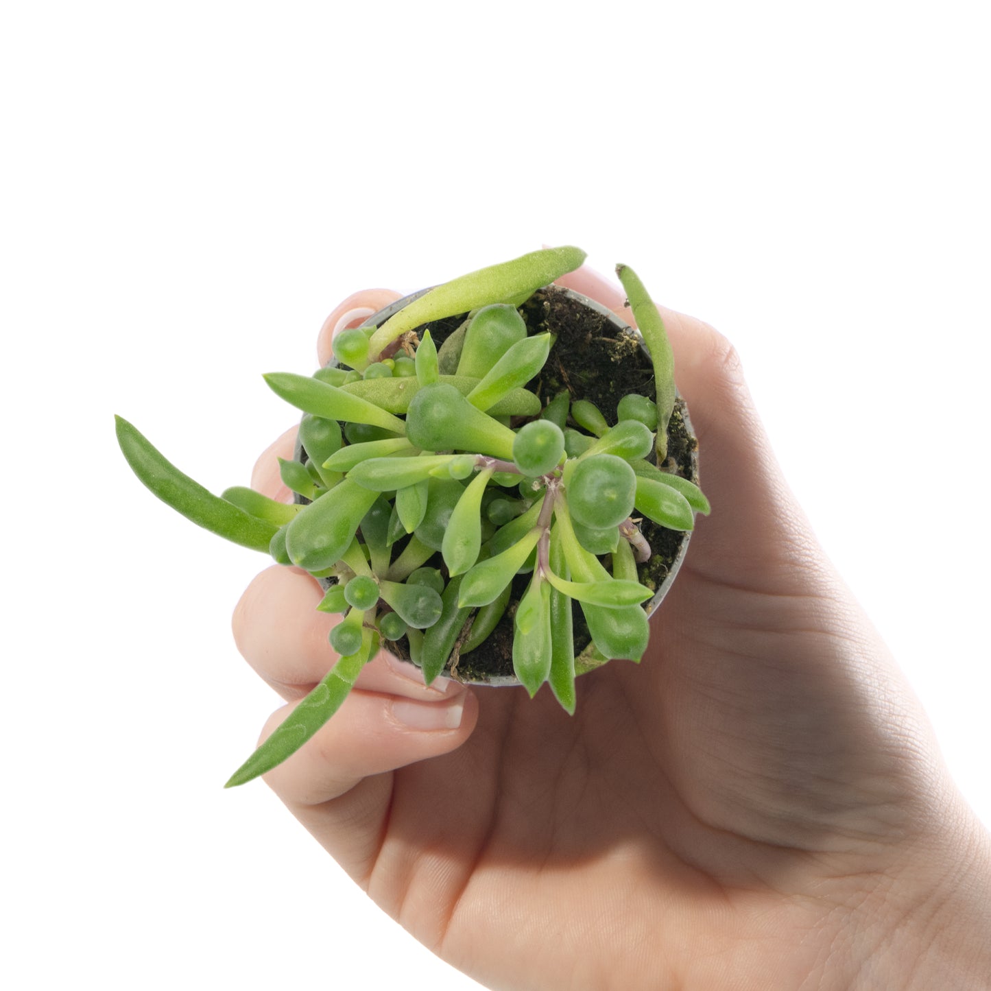 Baby Plants - Senecio Herreianus Purple Flush