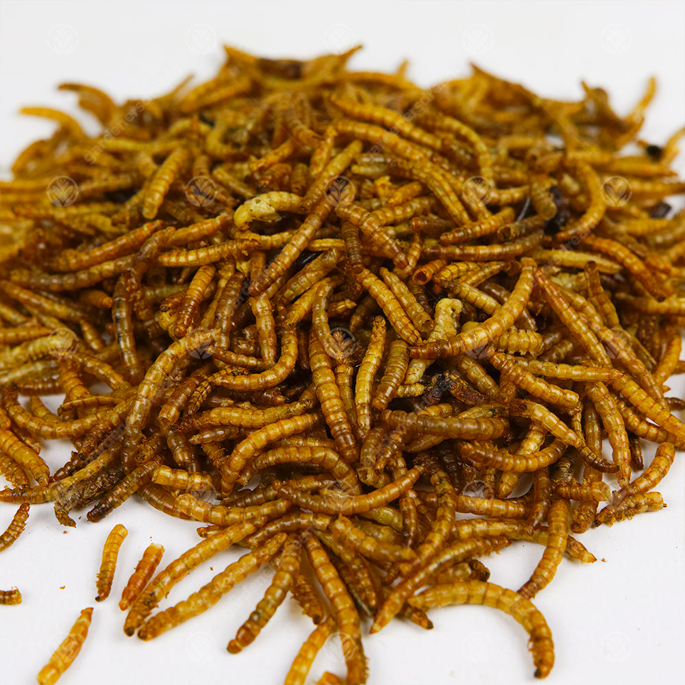 GardenersDream Dried Mealworms (25kg)