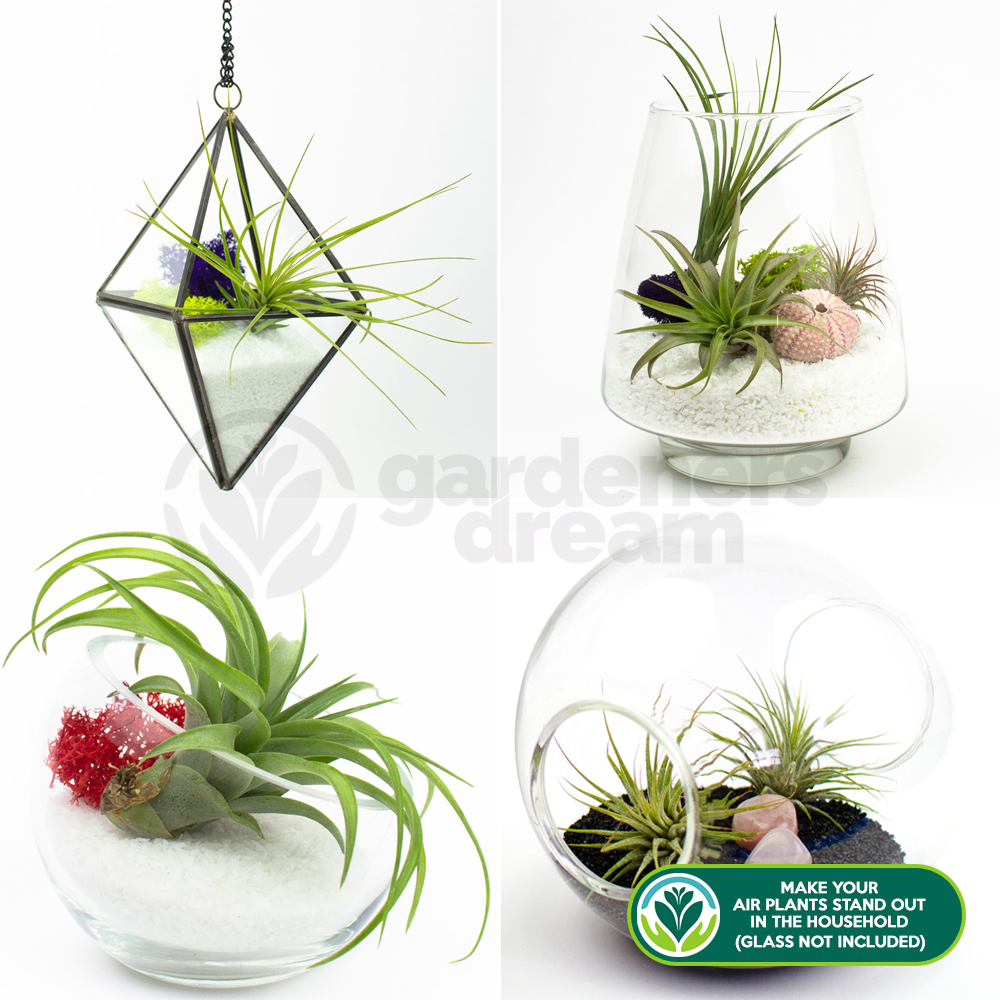Tillandsia Mix (4 plants)