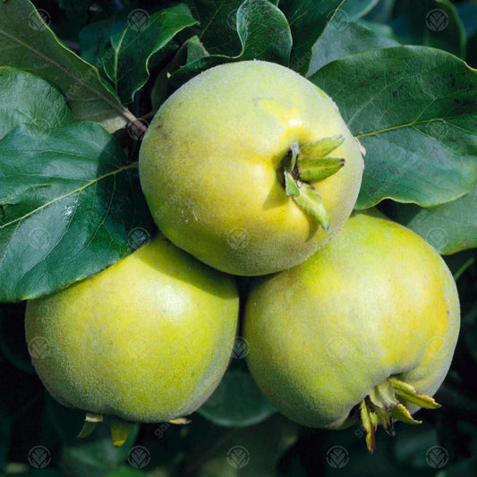 Quince Vranja (12L, 4-5ft)