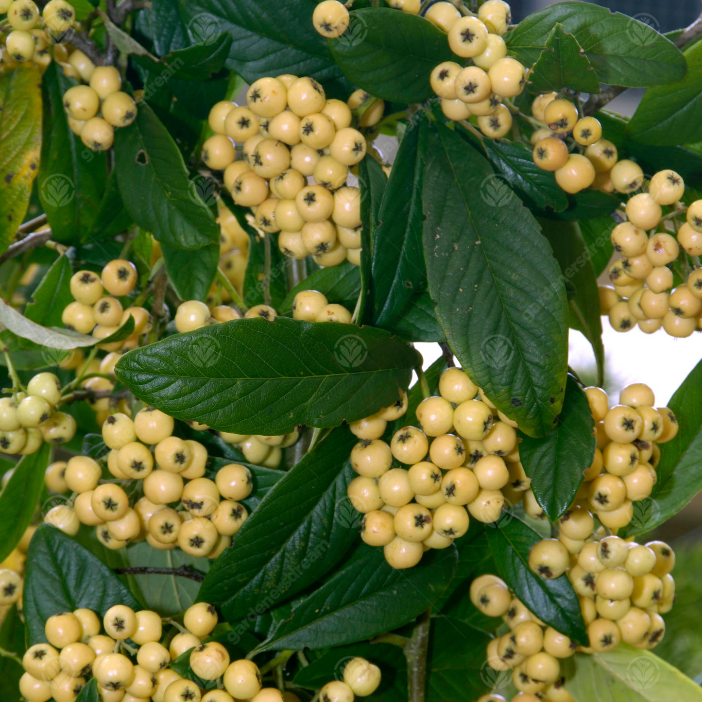 Cotoneaster Rothschildianus Tree (12L, 5-6ft)