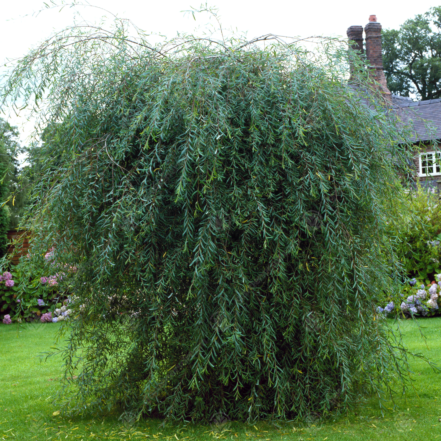 Salix purpurea Pendula Tree (12L, 5ft Stem)