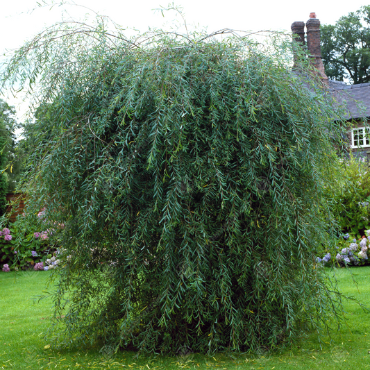 Salix purpurea Pendula Tree (12L, 5ft Stem)