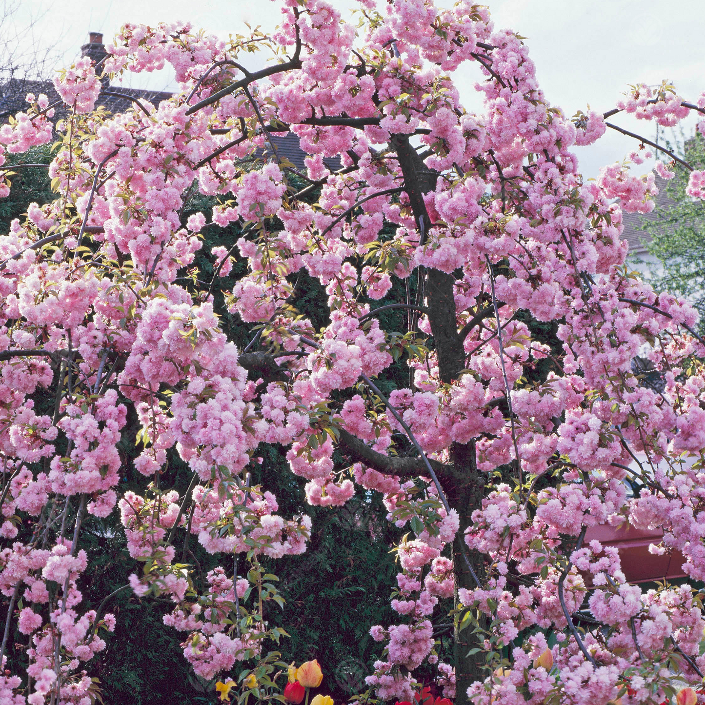 Prunus Kiku-Shidare Zakura Tree (12L, 5-6ft)