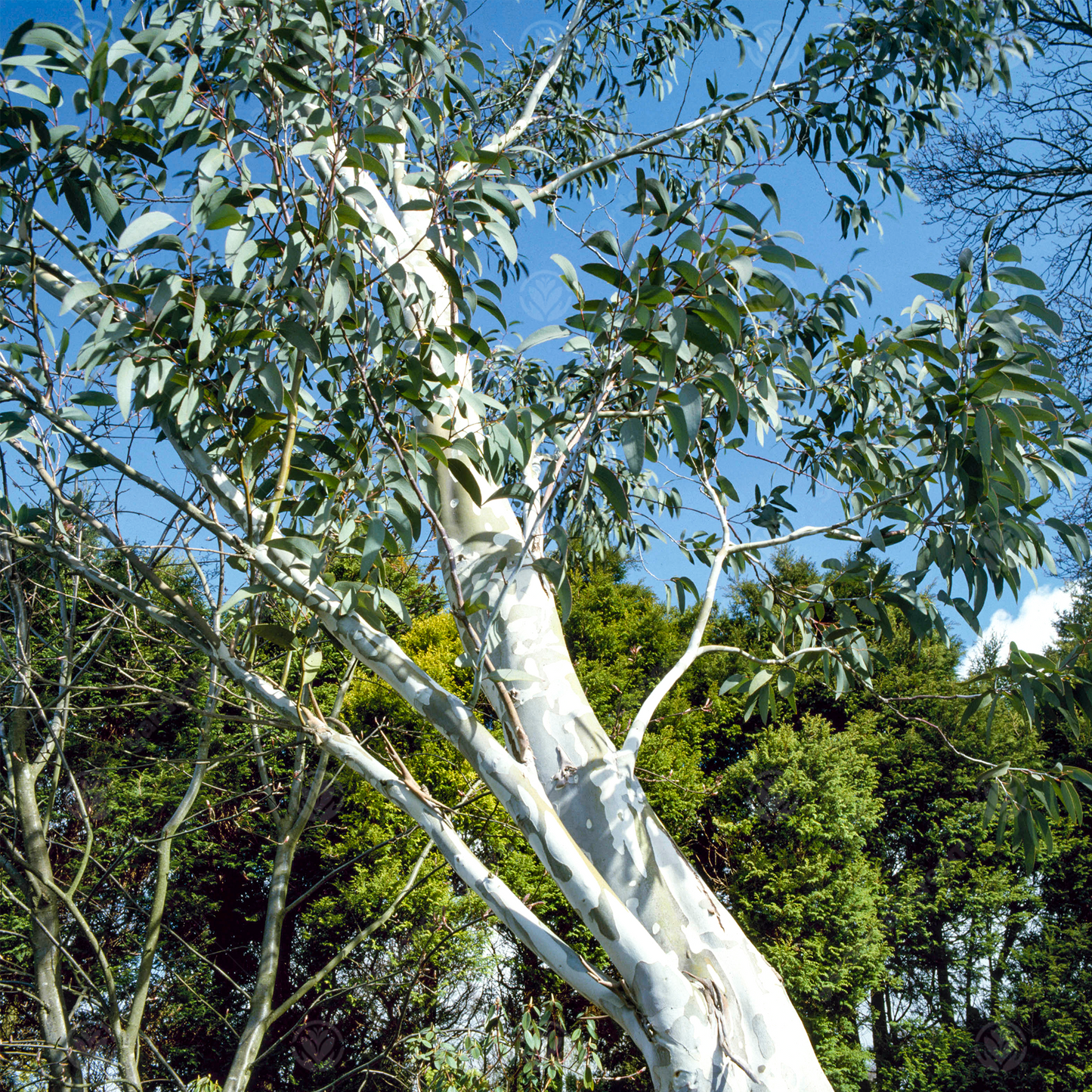 Eucalyptus Niphophila Tree (12L, 5-6ft)
