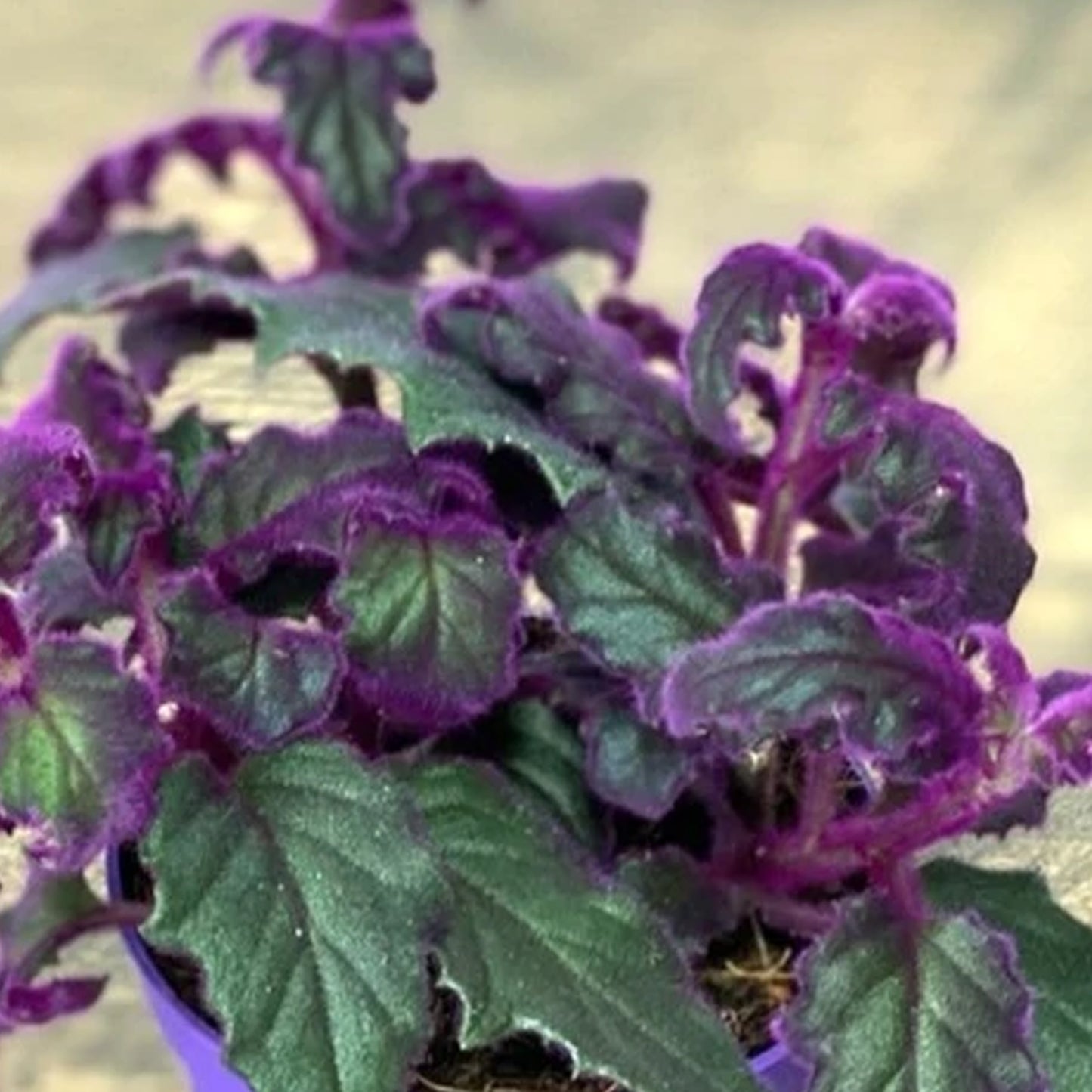 Gynura aurantiaca Purple Passion