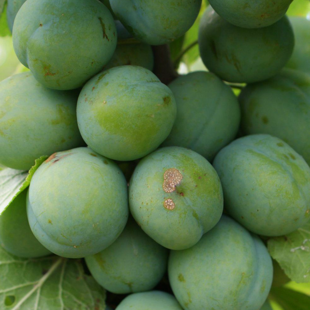 Plum Gage Old Greengage (12L, 4-5ft)