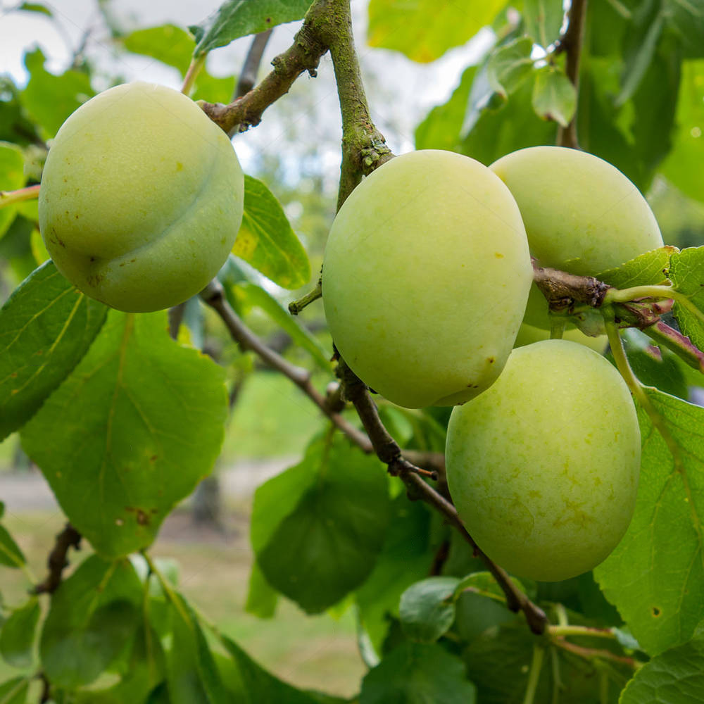 Plum Gage Old Greengage (12L, 4-5ft)