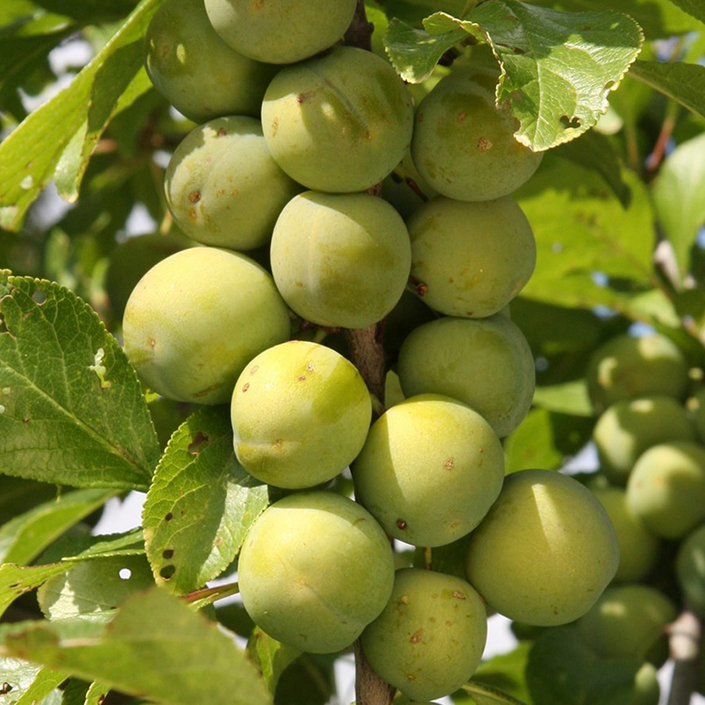 Plum Gage Old Greengage (12L, 4-5ft)