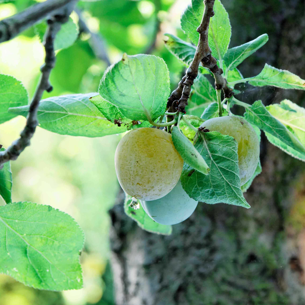 Plum Gage Old Greengage (12L, 4-5ft)