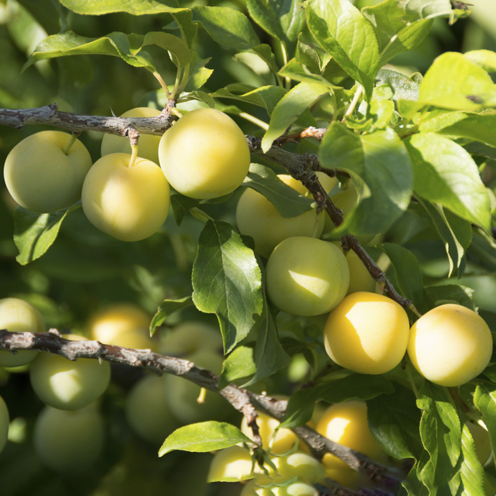 Plum Gage Oullins Golden (12L, 4-5ft)