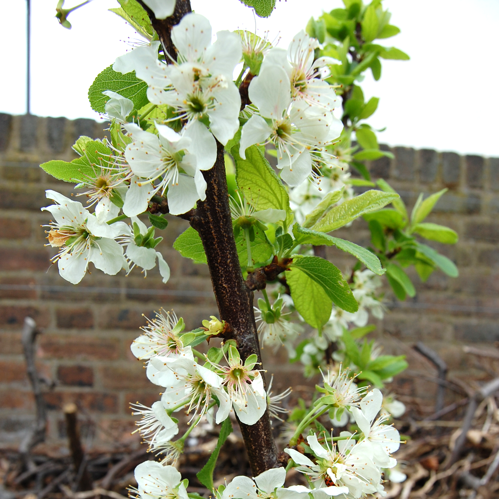 Plum Gage Oullins Golden (12L, 4-5ft)