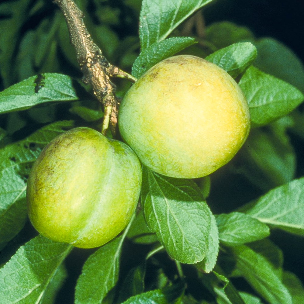 Plum Gage Oullins Golden (12L, 4-5ft)