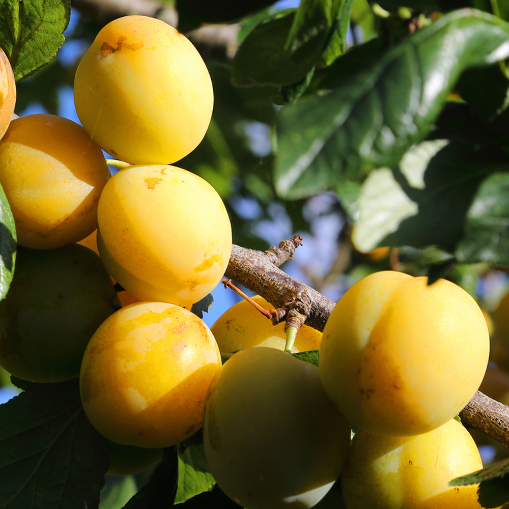 Plum Gage Oullins Golden (12L, 4-5ft)