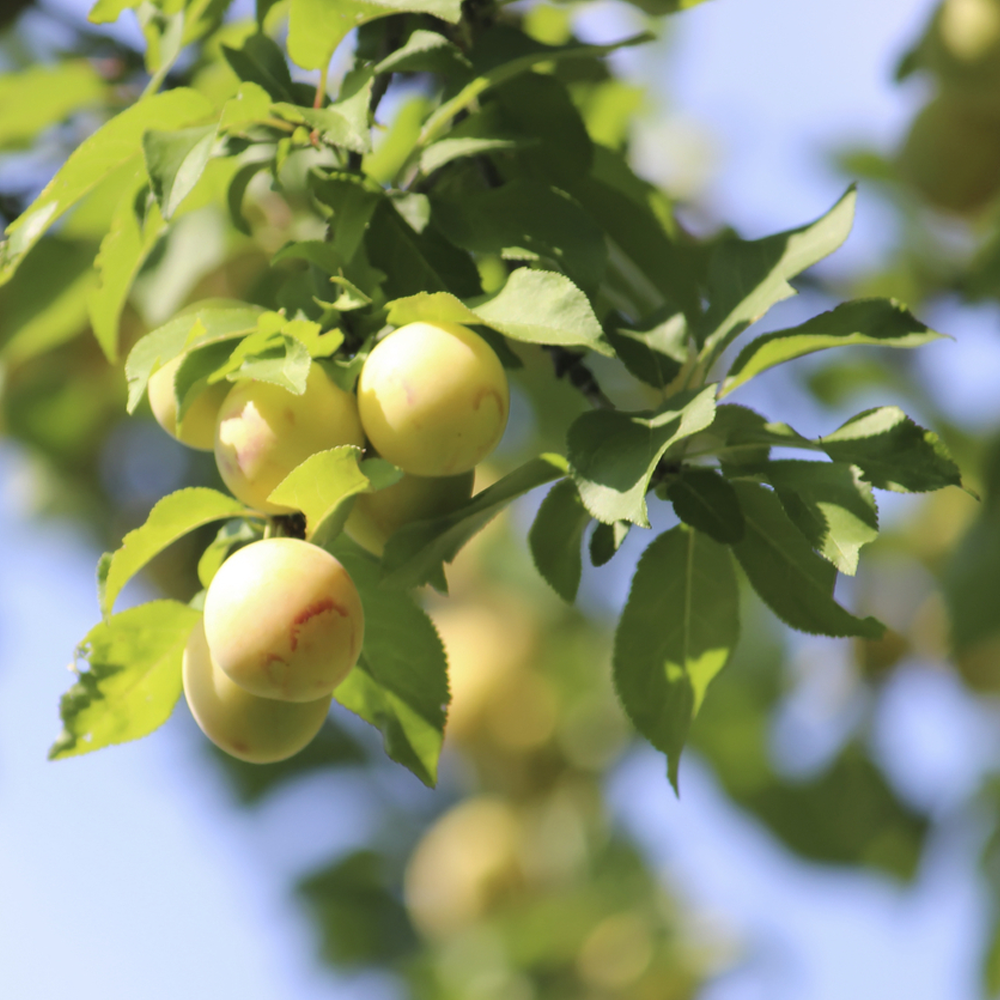 Plum Gage Oullins Golden (12L, 4-5ft)