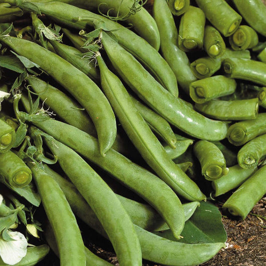Garden Peas Delikett