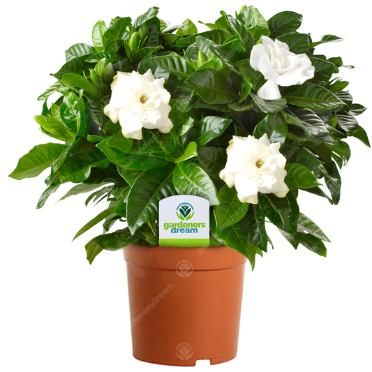 Gardenia jasminoides (12cm)