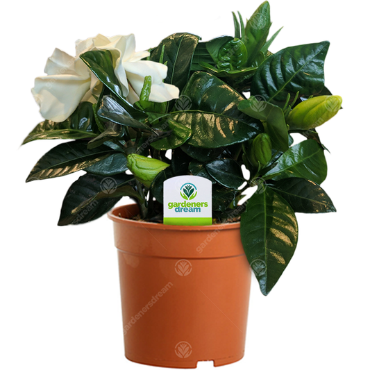 Gardenia jasminoides (9cm)