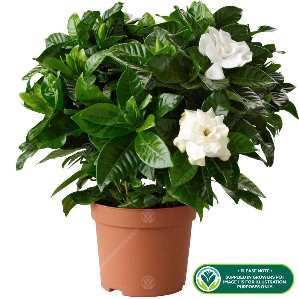 Gardenia jasminoides (9cm, V3)