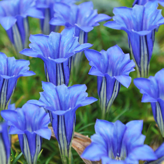 Gentiana Sino-ornata (9cm)